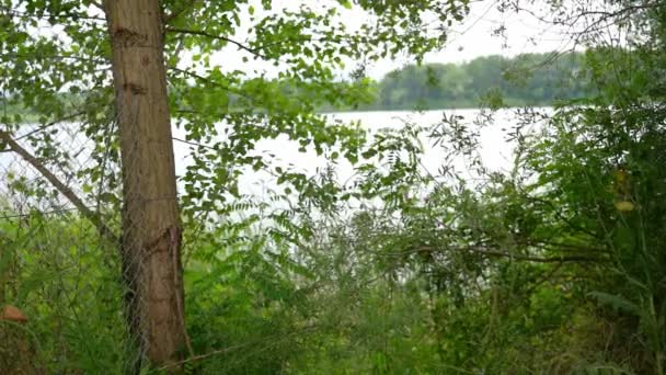 セルビアのベラクローラの野生の緑の草と木を通して見える湖 — ストック動画