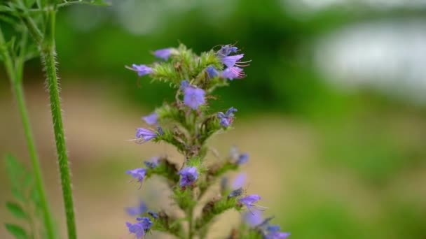 Extreme Nahsicht Auf Zarte Blaue Blütenblätter Der Viper — Stockvideo
