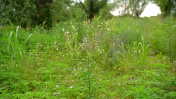 セルビアのベラ クラーナで緑色の牧草地で栽培されている野生の花 — ストック動画