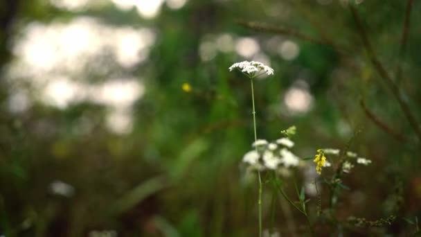 Крупним Планом Вид Білих Жовтих Диких Квітів Мерехтять Вітрі — стокове відео