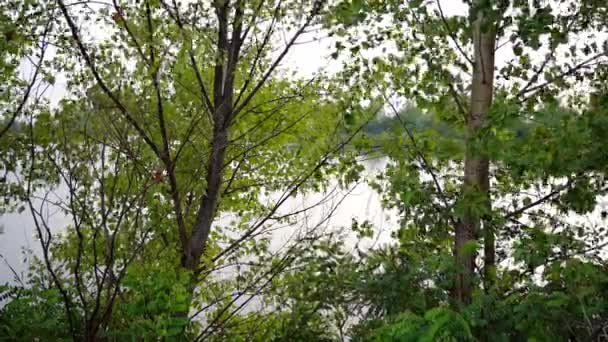 Čerstvě Zelené Listy Stromů Třepetají Větru Břehu Jezera — Stock video