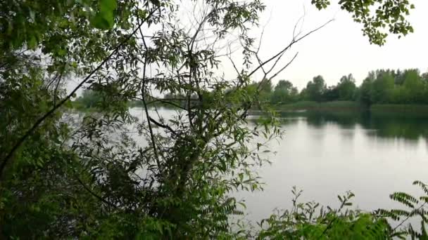 緑の木に囲まれた湖の美しい自然の映像 — ストック動画