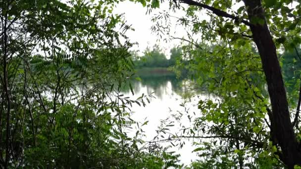 Όμορφη Φύση Πλάνα Από Μια Λίμνη Που Περιβάλλεται Από Καταπράσινα — Αρχείο Βίντεο