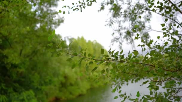 Strom Větev Čerstvě Zelenými Listy Třepetají Větru Nad Jezerem Oblačném — Stock video