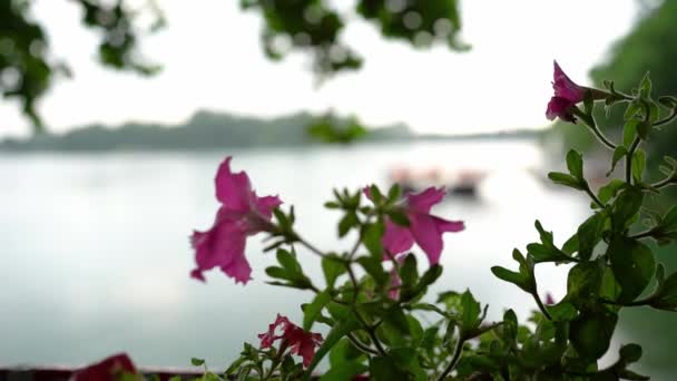 美しいクローズアップショット セルビアのベラクローラの湖の前にピンクの花 — ストック動画