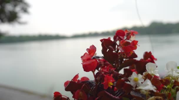 近景雨滴落在秋海棠和湖泊的背景 — 图库视频影像