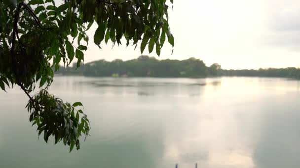 下雨天 湖滨细枝上新鲜绿叶的特写镜头 — 图库视频影像