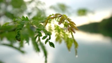 Yağmur damlaları ve yeşil yaprakların üzerindeki örümcek ağı rüzgarda dallanıp duruyor.