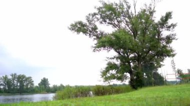 Bir gölün kıyısında yetişen ağaç ve kamışların güzel doğa görüntüleri.