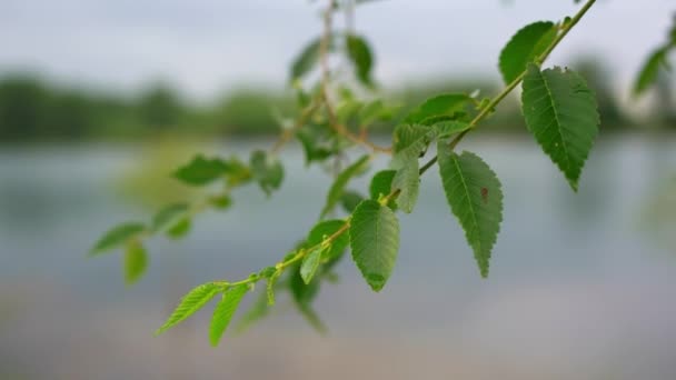 风中嫩绿叶子在细枝上摇曳的特写镜头 — 图库视频影像