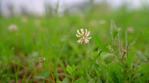 Mały Delikatny Biały Dziki Kwiat Rosnący Zielonej Łące — Wideo stockowe