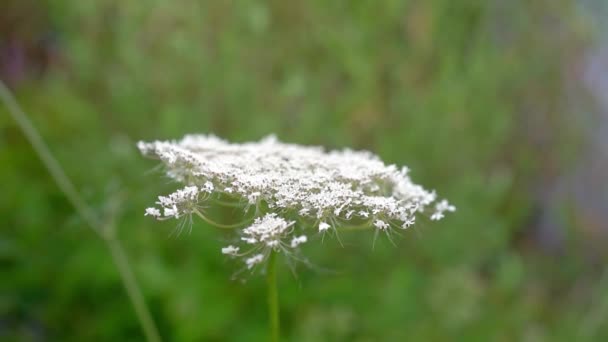 Close Widok Małych Białych Kwiatów Dzikiej Marchewki — Wideo stockowe