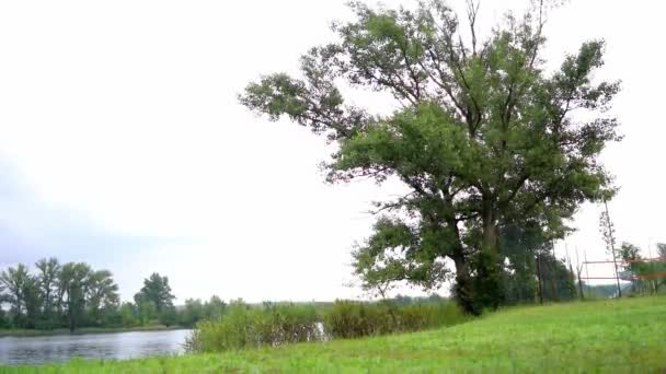 Hermosas Imágenes Naturaleza Árbol Cañas Creciendo Una Orilla Lago — Vídeos de Stock