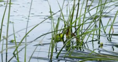 Çimenler Tisza Nehri 'nin akan sularında sallanıyor.