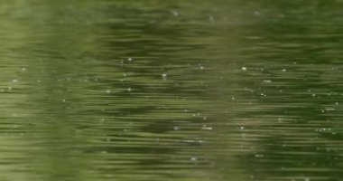 Uzun kuyruklu mayıs sineğinin yıllık çiftleşme mevsiminde Tisza Nehri 'nin yüzeyi