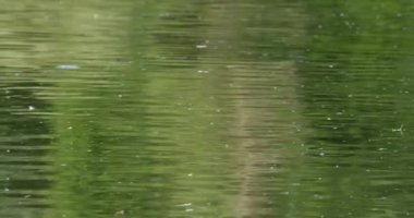 Uzun kuyruklu mayıs sineğinin yıllık çiftleşme mevsiminde Tisza Nehri 'nin yüzeyi
