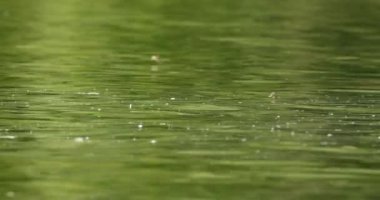 Yıllık çiftleşme mevsiminde Tisza Nehri üzerinde uzun kuyruklu mayıs sinekleri