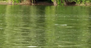 Sırbistan 'daki Tisza nehri üzerinde uzun kuyruklu mayıs sinekleri sürüsü
