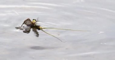Tisza Nehri 'nin yüzeyinde deri değiştirmiş dış iskeletiyle uzun kuyruklu mayıs sineği.