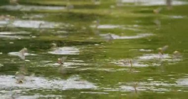 Sırbistan 'daki Tisza nehrinin yüzeyindeki uzun kuyruklu mayıs sineklerinin videosunu kapat