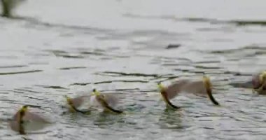 Tisza nehrinin yüzeyinde çiftleşen uzun kuyruklu mayıs sineklerinin görüntülerini kapatın.