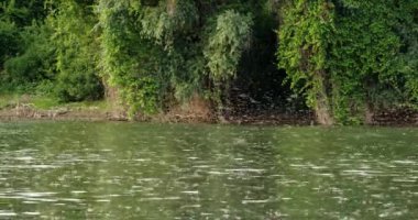Sırbistan 'da Tisza nehrinin yüzeyinde uzun kuyruklu mayıs sineklerinin çiftleşme mevsimi