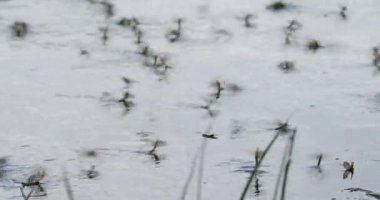 Sırbistan 'da Tisza nehrinin açması sırasında uzun kuyruklu mayıs sinekleri sürüsü