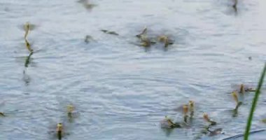 Tisza Nehri 'ndeki uzun kuyruklu mayıs sineklerinin yıllık çiftleşme olayının görüntülerini kapatın.