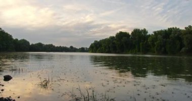 Sırbistan 'ın Tisza kentindeki uzun kuyruklu mayıs sineklerinin güzel doğa görüntüleri
