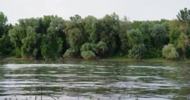 Sırbistan 'da Tisza nehrinin yüzeyinde uzun kuyruklu mayıs sinekleri çiftleşiyor