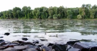 Sırbistan 'da uzun kuyruklu mayıs sinekleri çiftleşerek Tisza' nın nehir kıyısını oluşturdu