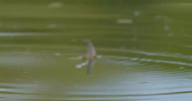 Tek kuyruklu mayıs sineği çiftleşme sırasında Tisza Nehri 'nin yüzeyini dalgalandırır.