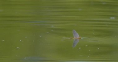 Tek kuyruklu mayıs sineği çiftleşme sırasında Tisza Nehri 'nin yüzeyini dalgalandırır.