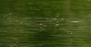 Uzun kuyruklu Mayıs sineğinin yıllık çiftleşme olayı Tisza Nehri 'nin çiçek açması.