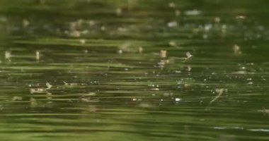 Uzun kuyruklu Mayıs sineğinin yıllık çiftleşme olayı Tisza Nehri 'nin çiçek açması.
