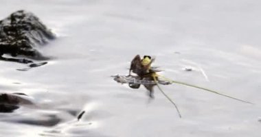 Tisza nehrinin yüzeyinde çiftleşen bir çift uzun kuyruklu mayıs sineği.