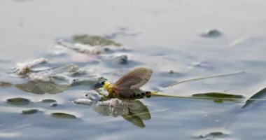 Uzun kuyruklu bir mayıs sineği, Tisza nehrinin yaprakları üzerinde, dış iskeletinin yanında dinleniyor.