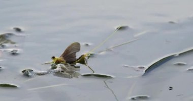 Uzun kuyruklu bir mayıs sineği, Tisza nehrinin yaprakları üzerinde, dış iskeletinin yanında dinleniyor.