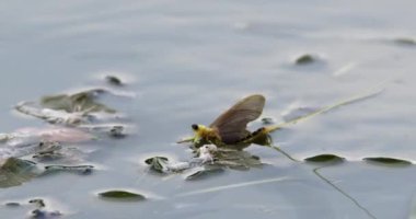 Uzun kuyruklu bir mayıs sineği, Tisza nehrinin yaprakları üzerinde, dış iskeletinin yanında dinleniyor.
