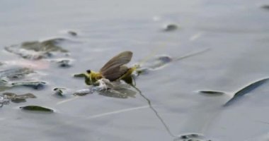 Uzun kuyruklu bir mayıs sineği, Tisza nehrinin yaprakları üzerinde, dış iskeletinin yanında dinleniyor.