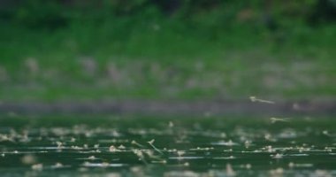 Sırbistan 'da Tisza nehrinin yüzeyinde uzun kuyruklu mayıs sinekleri uçuyor ve çiftleşiyor
