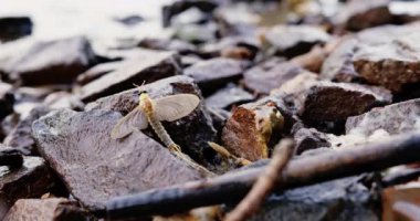 Uzun kuyruklu mayıs sineği Sırbistan 'da Tisza nehri kıyısındaki bir kayanın üzerinde dinleniyor