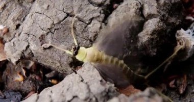 Uzun kuyruklu tek bir mayıs sineğinin ağaç kabuğundaki makro videosu