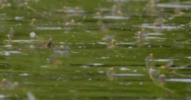 Sırbistan 'ın Tisza nehrinin yüzeyinde uzun kuyruklu mayıs sinekleri sürüsü