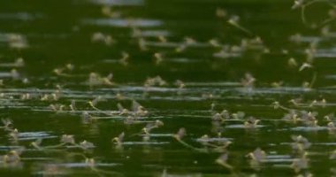 Uzun kuyruklu Mayıs sineğinin yıllık çiftleşme olayı Tisza Nehri 'nin çiçek açması.
