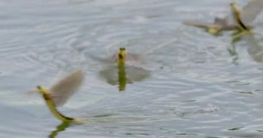 Tisza Mayıs sinekleri yıllık sürüde çiftleşmek için eş arıyor