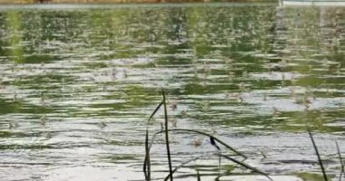 Sırbistan 'da Tisza nehrinin yüzeyinde çiftleşen uzun kuyruklu mayıs sineklerinin görüntüleri