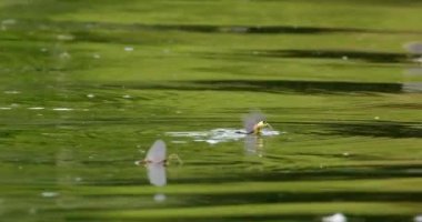 Sırbistan 'ın Tisza nehrinden yükselen uzun kuyruklu Mayıs sineklerinin yakın görüntüsü