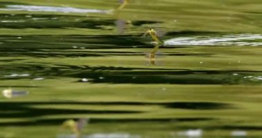Sırbistan 'da nehir yüzeyindeki Tisza mayıs sineklerinin videosunu kapat