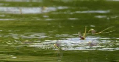 Kuyruklu mayıs sinekleri kuyruklarını suya kıstırıp Tisza nehrinin yüzeyinde uçuyor.